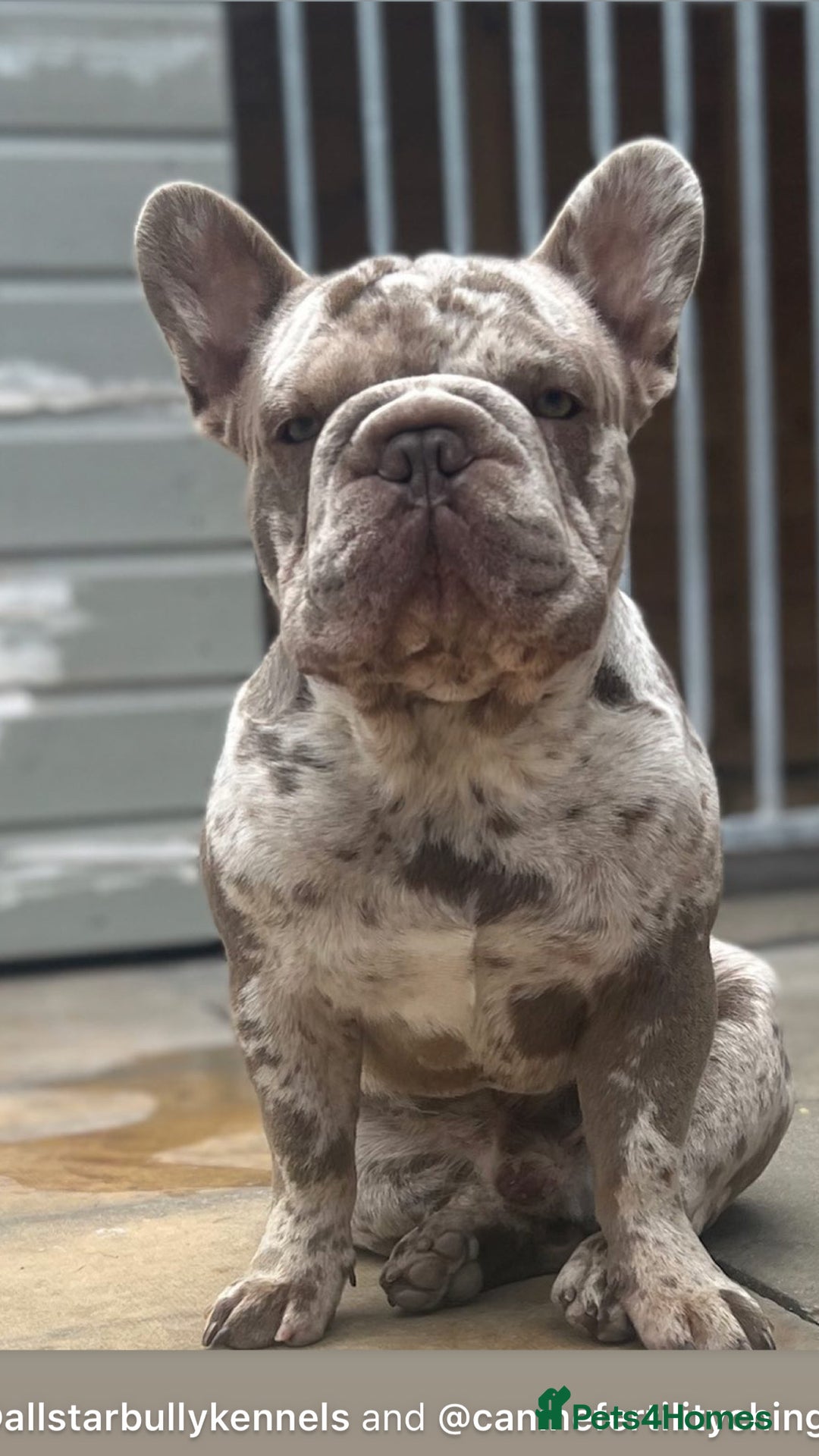 French Bulldog dogs for sale: French bulldog male  - Image 2