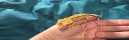 Gecko reptiles for sale: Baby gargoyle geckos and baby cresties lilys etx - Advert 16