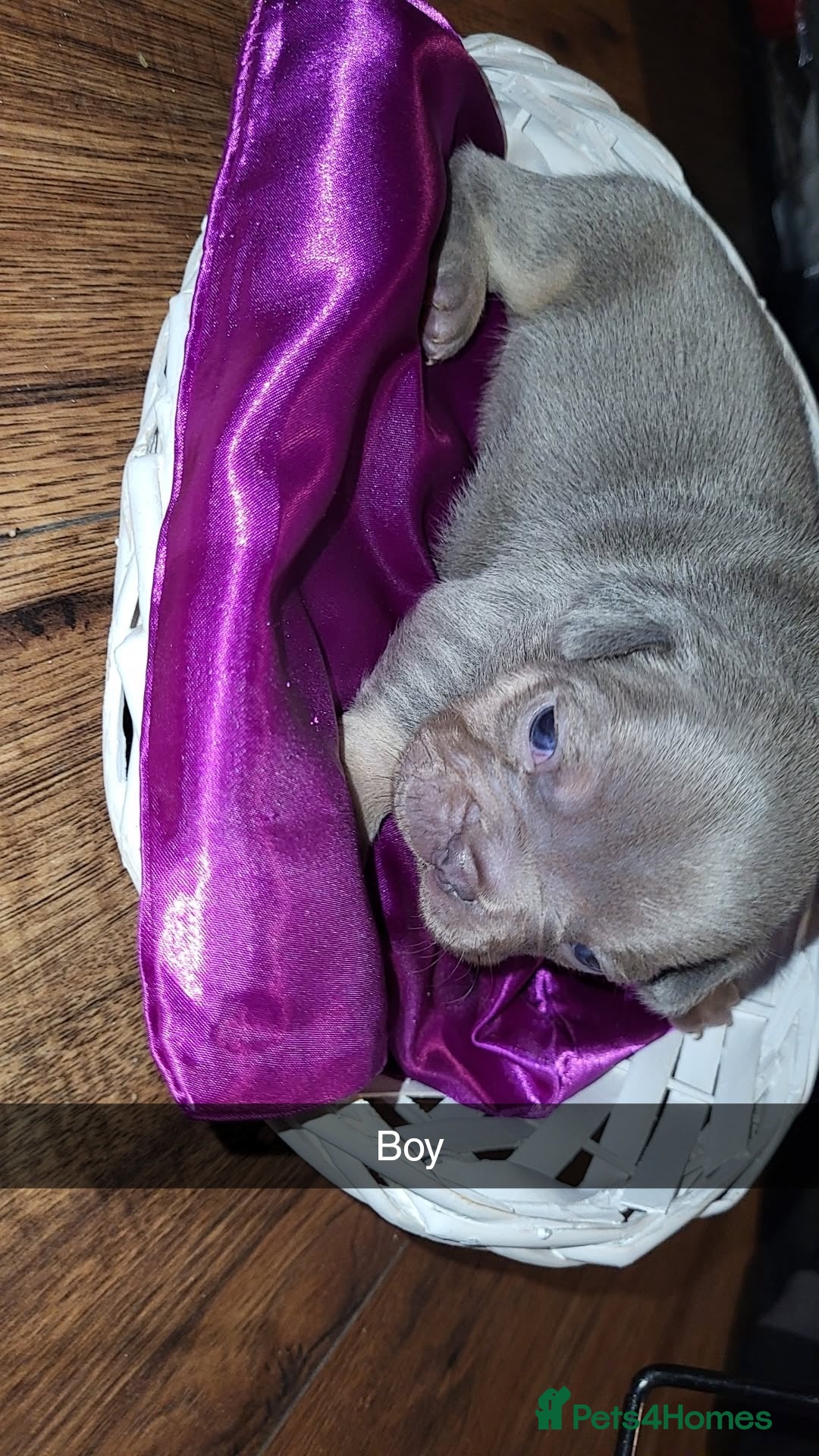 French Bulldog dogs for sale: Frenchie pups  - Advert 6