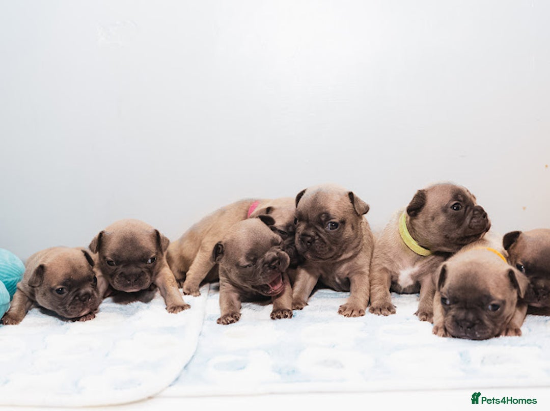 French Bulldog dogs for sale: 5 boys and 3 girls - DEPOSITS BEING TAKEN - Advert 3