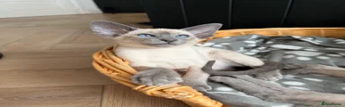 Siamese Kitten 6