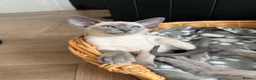 Siamese cats for sale: All reserved -Pedigree GCCF Registered - Advert 12