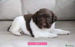 English Springer Spaniel dogs for sale: Health Tested English Springer Spaniel Puppies - Image 12
