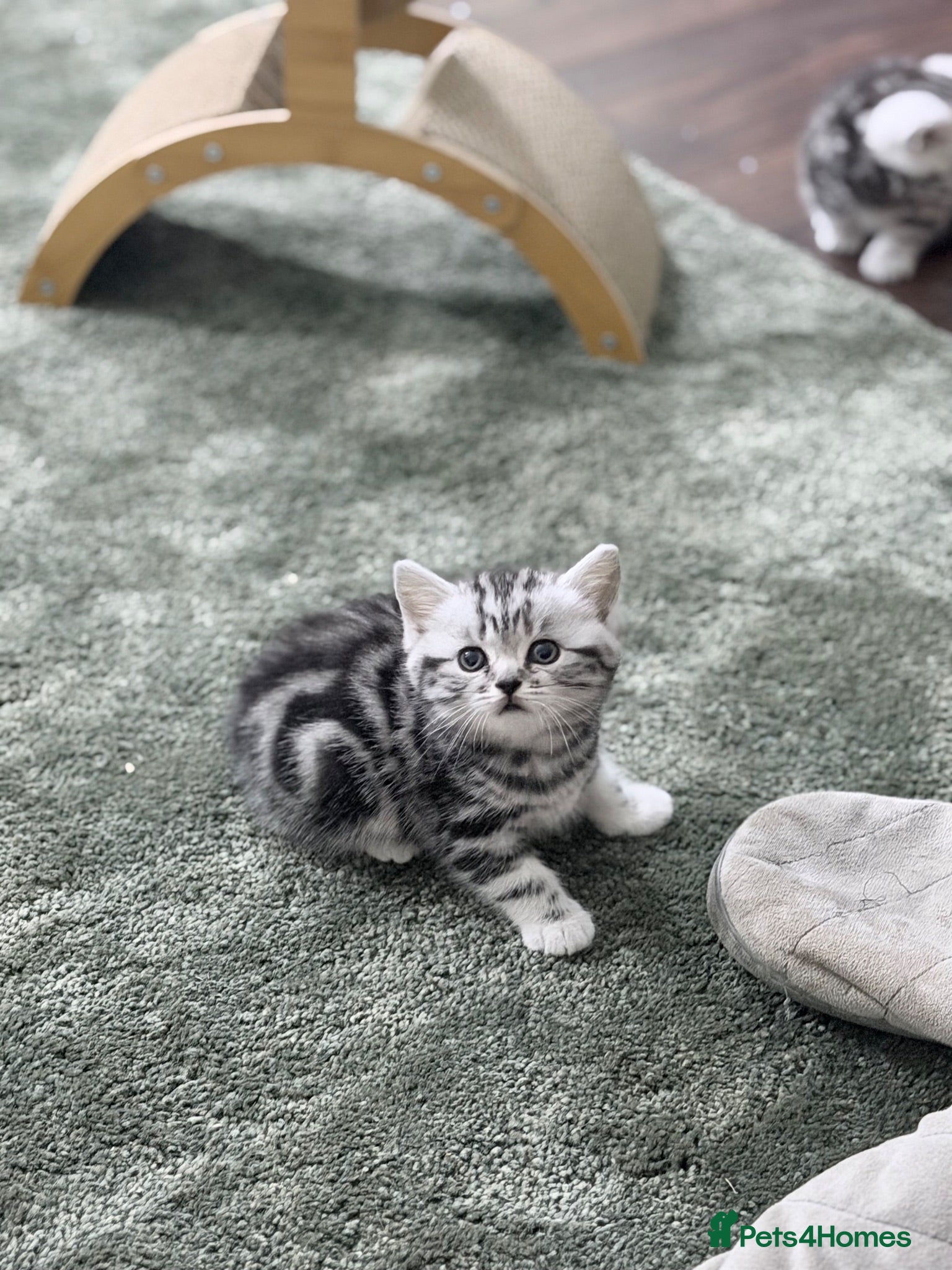 British Shorthair cats GCCF British shorthair silver tabby kittens  - Advert 1