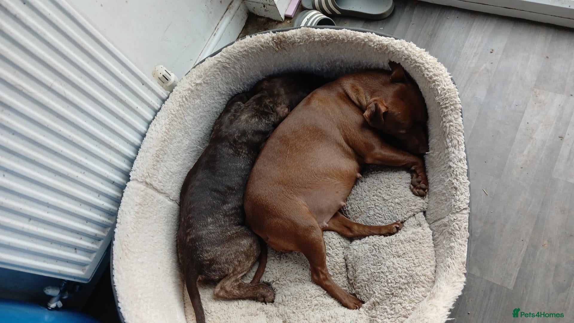 Mixed Breed dogs Patterdale x american bully staff - Advert 1