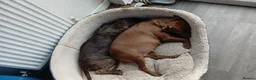 Mixed Breed dogs for sale: Patterdale x american bully staff in Inverurie - Advert 1