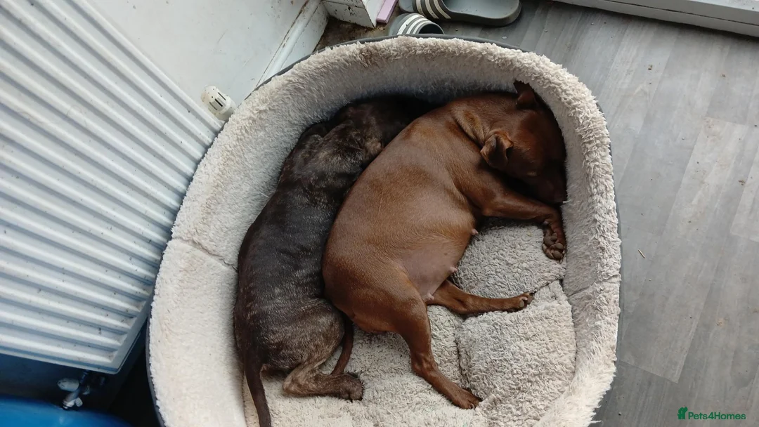 Mixed Breed dogs for sale: Patterdale x american bully staff in Inverurie - Advert 1