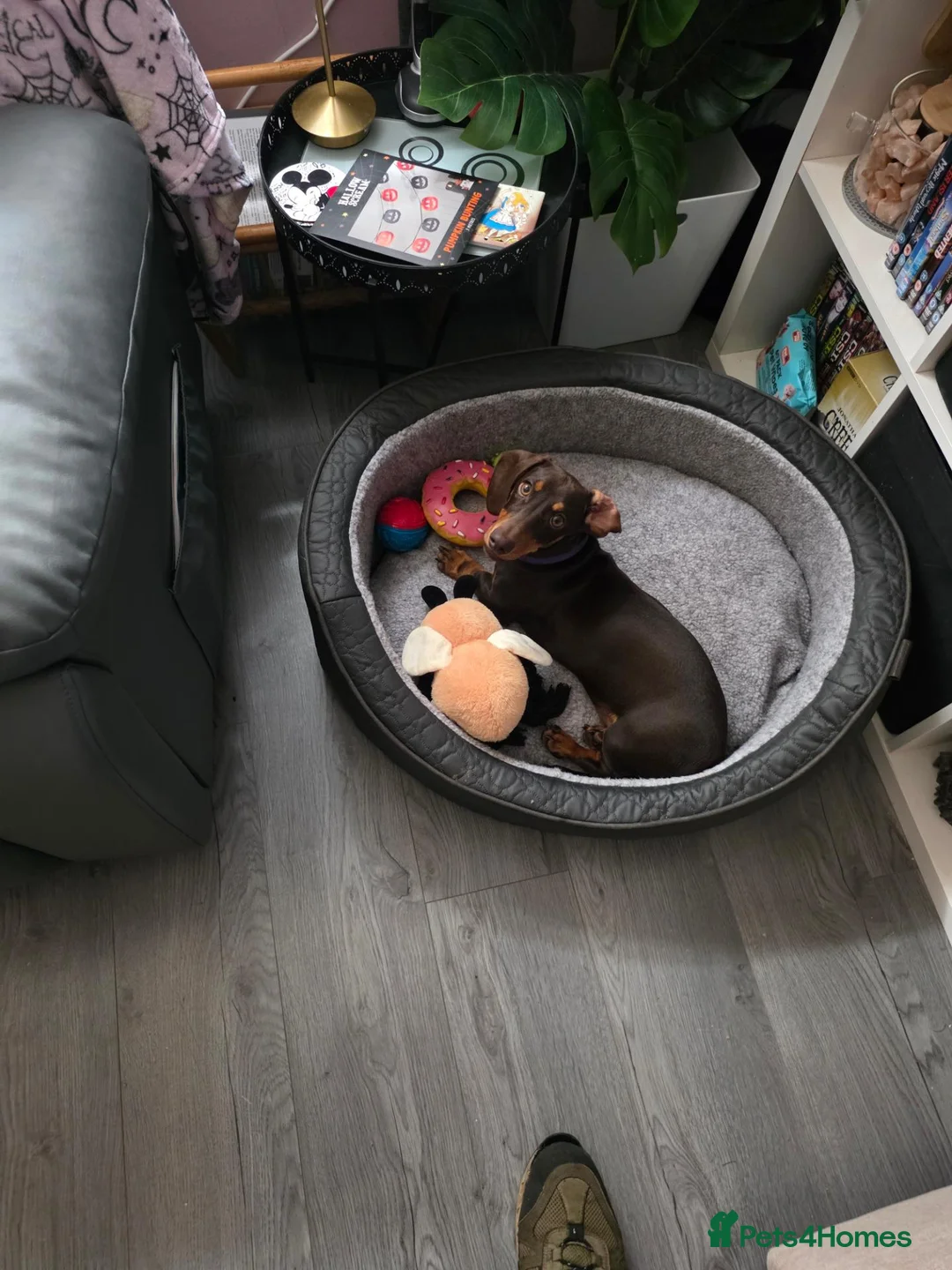 Dachshund dogs for sale: Dashound sauauage dog  in Warwick - Advert 2
