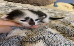 Oriental cats for sale:  GCCF Oriental Kittens For Sale - Image 11