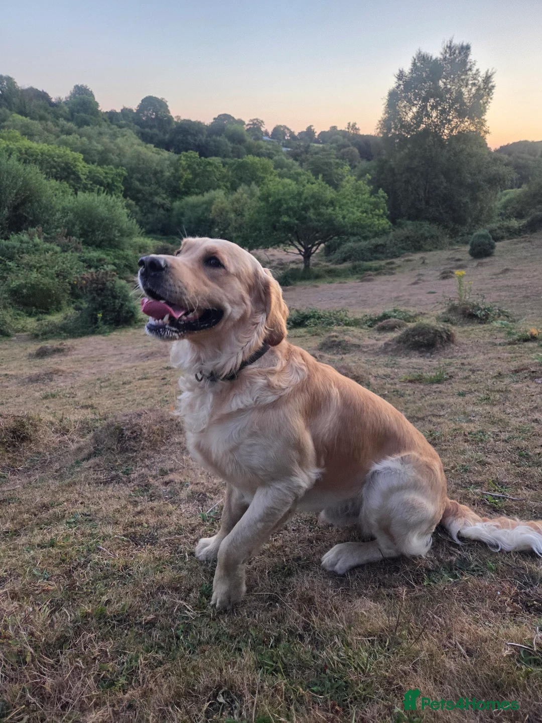 Golden Retriever dogs for stud: 0/0 Hips Proven Working Golden Retriever For Stud  in Taunton - Advert 13