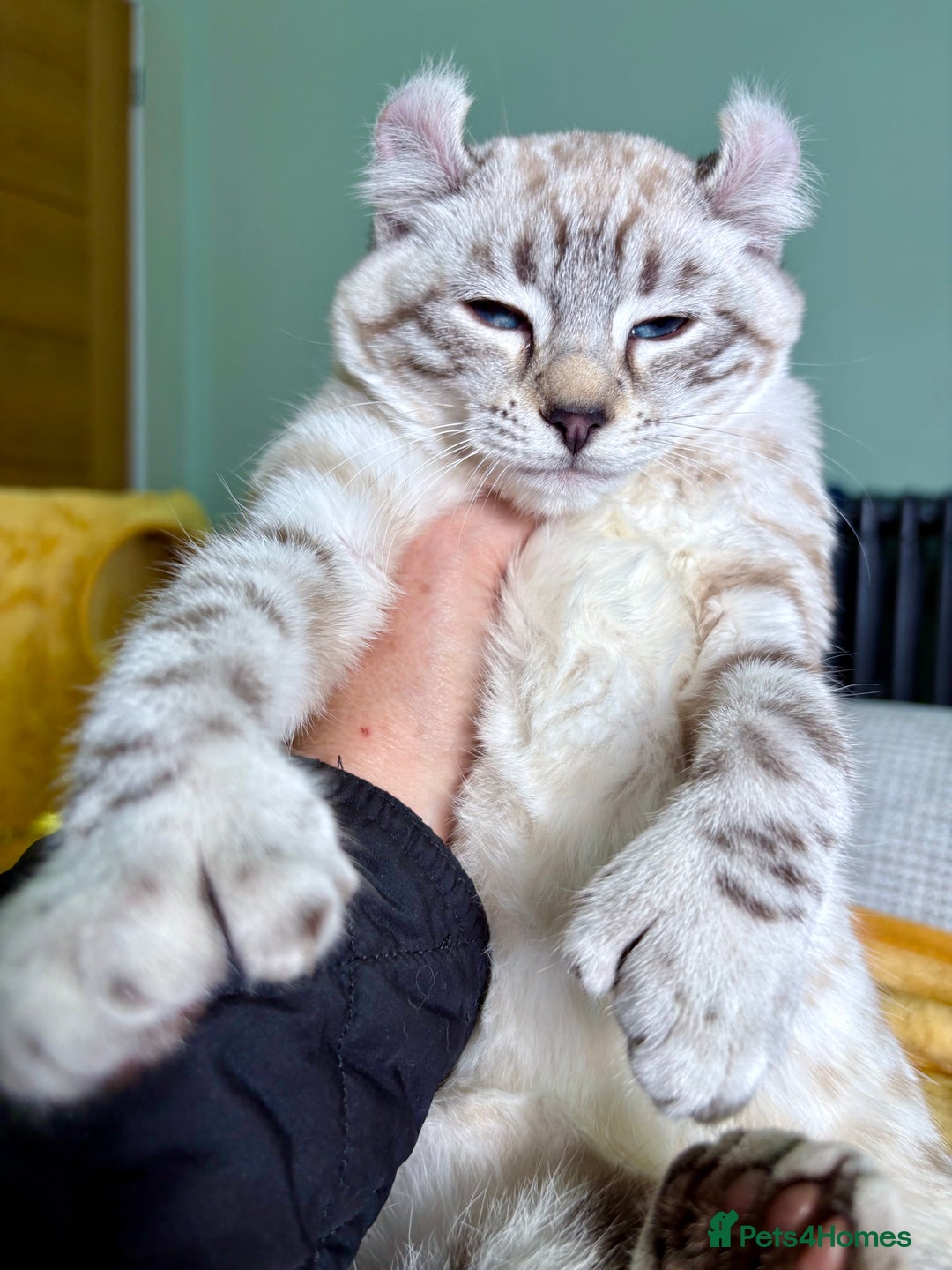 Savannah cats for sale: Breath taking wild looking girl  - Advert 34