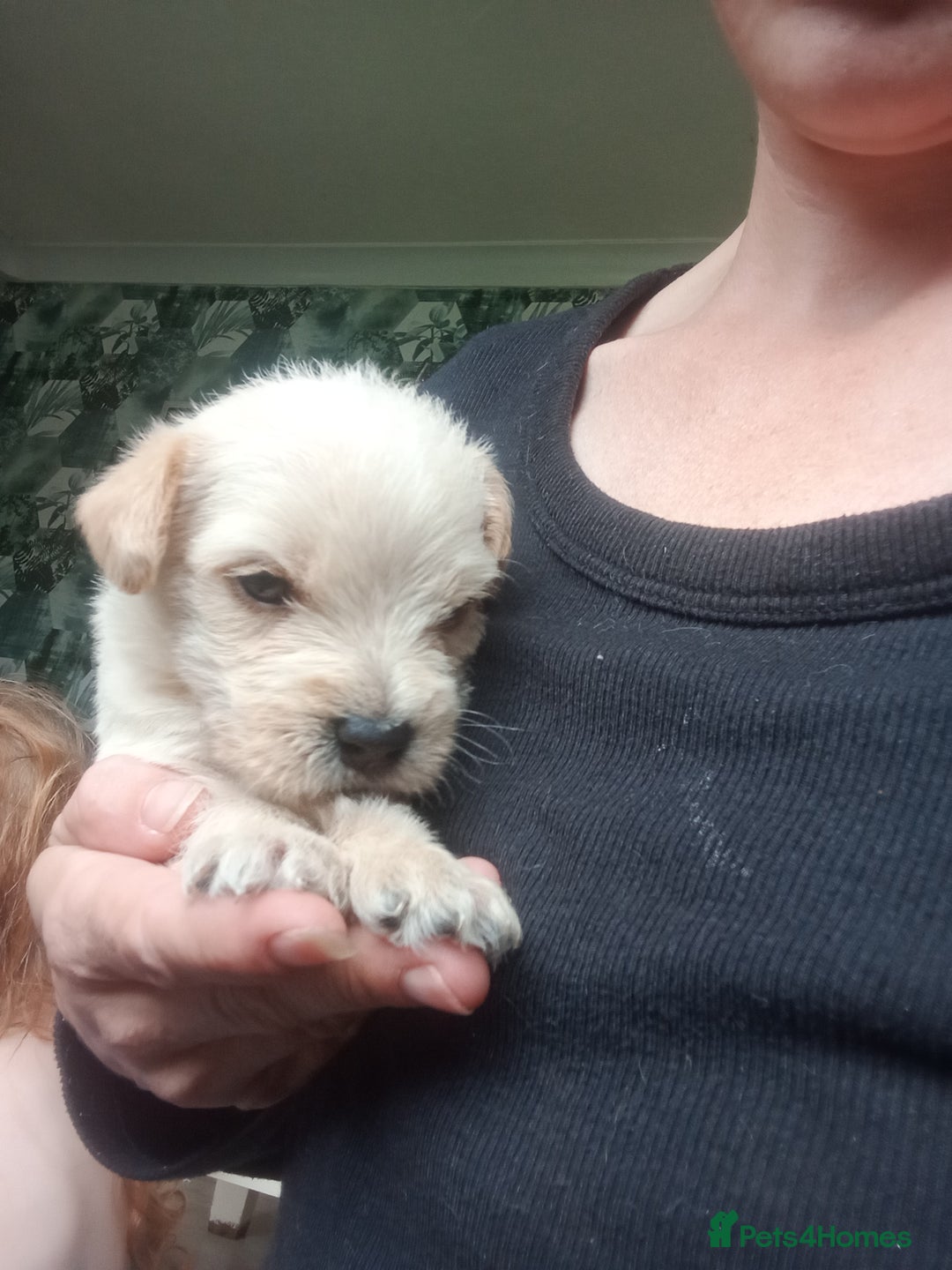 Mixed Breed dogs for sale: Patterdale mix - Image 13