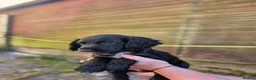 Sprocker dogs for sale: Gorgeous sprocker puppies  - Advert 15