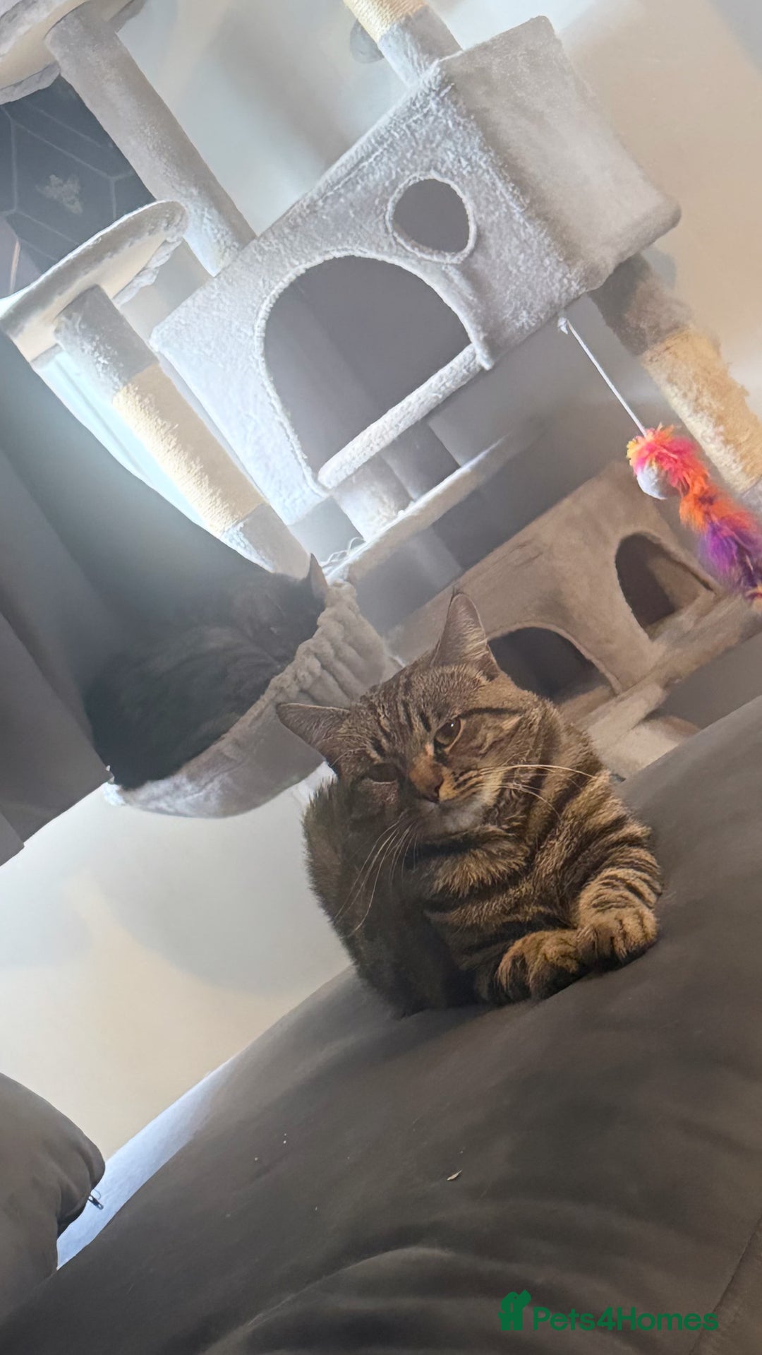 American Shorthair cats for sale: Loki male  - Advert 7