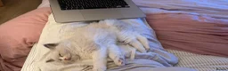 Ragdoll cats for sale: Pedigree Ragdoll Registered Kittens  🌸  - Advert 40