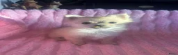 Pomeranian dogs for sale: Pomeranian puppies  - Advert 12