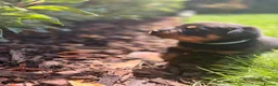 Rottweiler dogs for sale: Outstanding Rottweiler Puppies - Advert 7