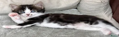 Mixed Breed 2