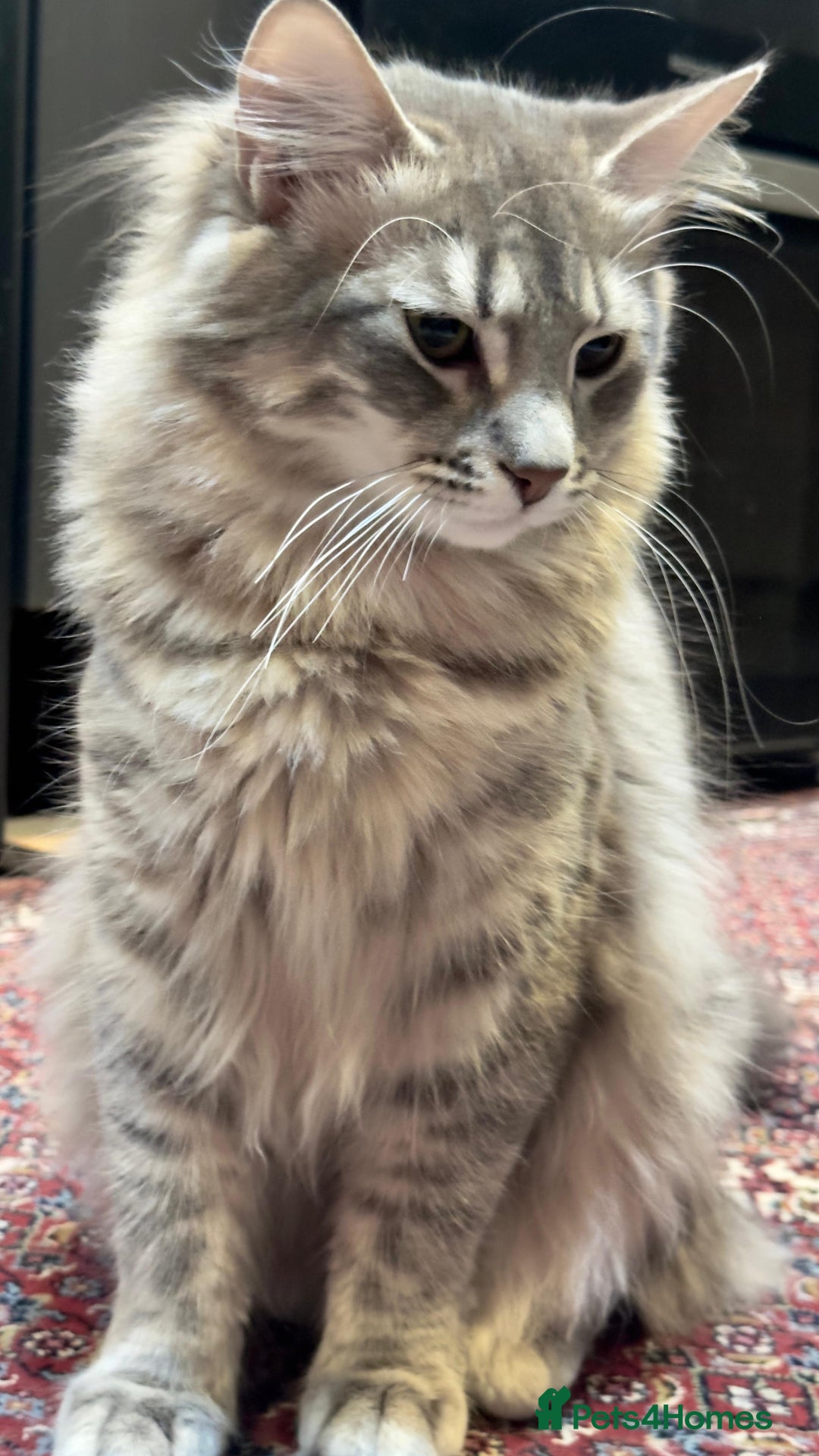 Maine Coon cats for sale: malio - Image 2