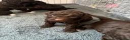 Bordoodle dogs for sale: Stunning little of colliepoo/bordoodle puppies  - Advert 3