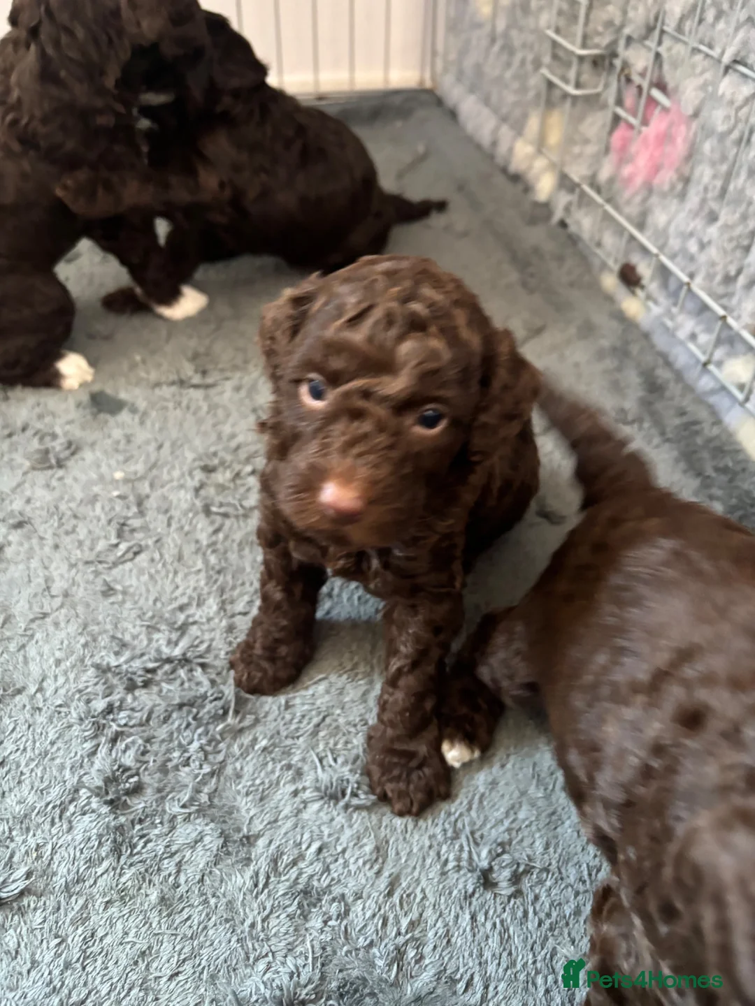 Bordoodle dogs for sale: Last little Boy looking for his new 🛋️ - Advert 25