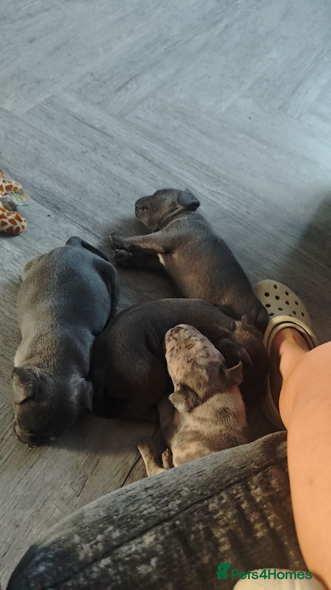 Mixed Breed dogs Frenchie X staff  - Advert 9
