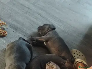 Mixed Breed dogs Frenchie X staff - Advert 1