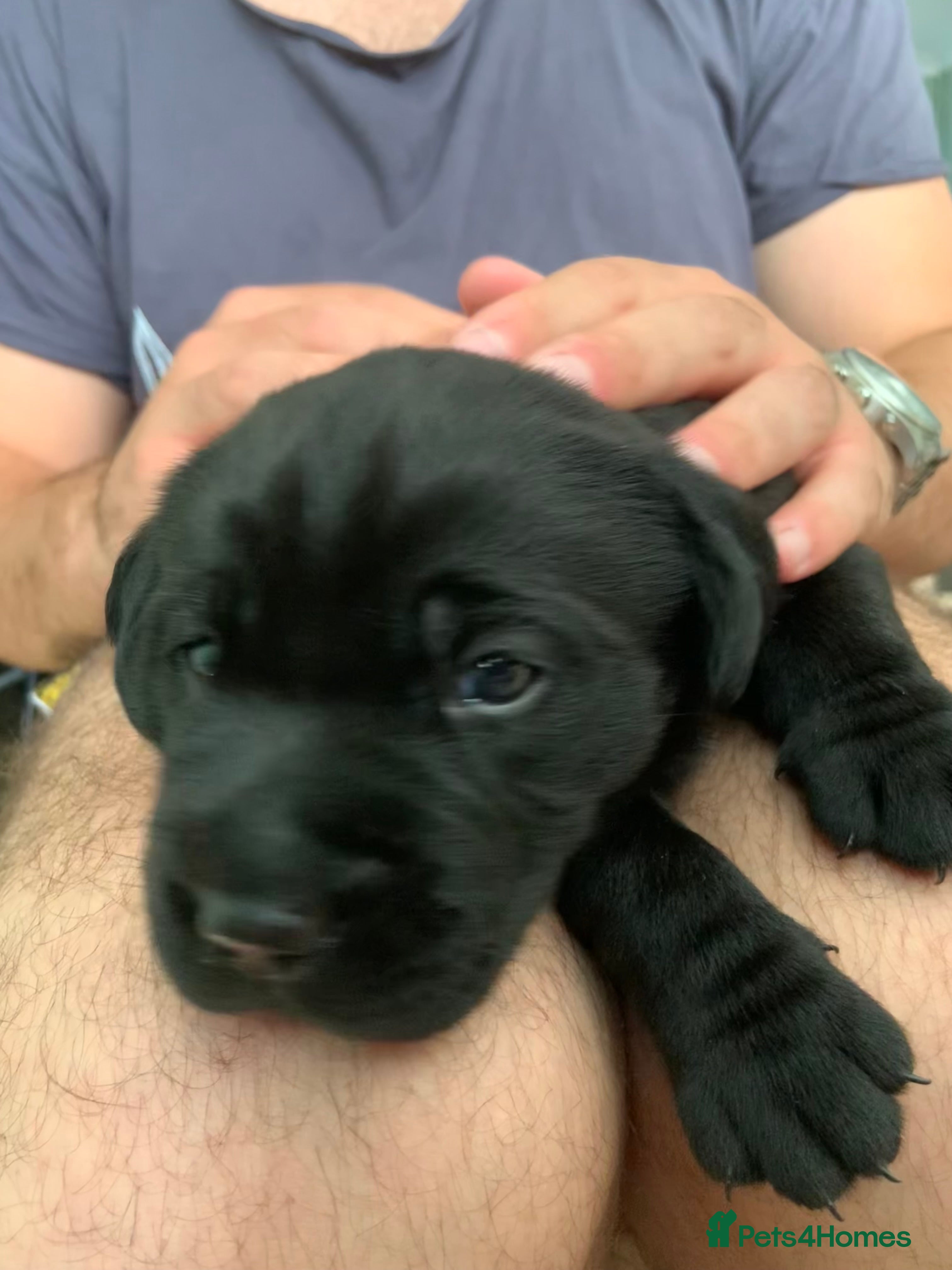 Labrador Retriever dogs Stunning Labrador puppies - Advert 1