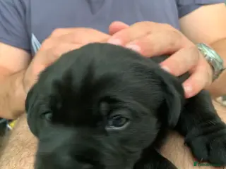 Labrador Retriever dogs Stunning Labrador puppies - Advert 1