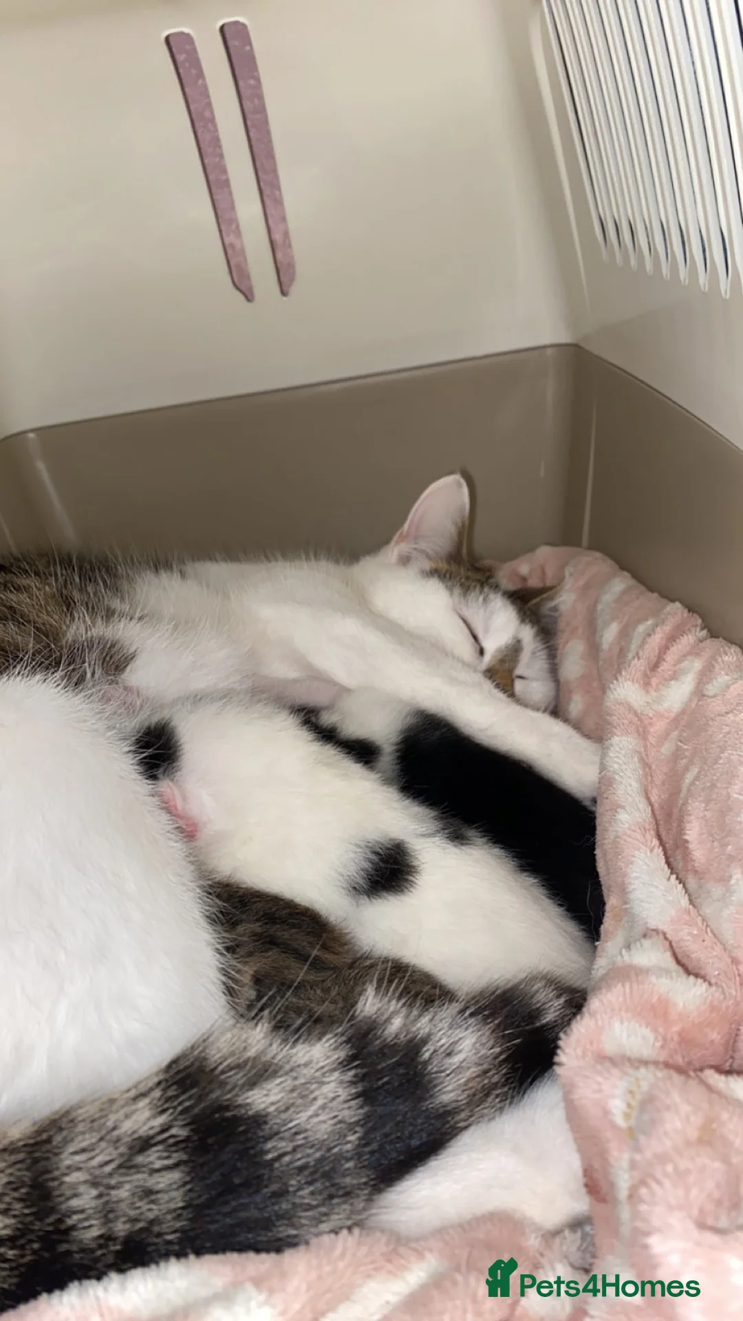 Mixed Breed cats for sale: Cat rehome urgently needed - Advert 9