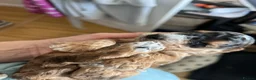 Cockapoo dogs for sale: Cockapoo Puppies by Proven Parents (last litter) - Advert 10