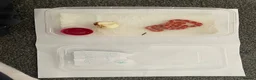 Corn Snake reptiles for sale: Corn Snakes - Advert 5