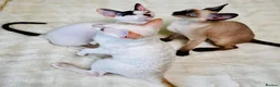 Cornish Rex cats for sale: Cornish Rex Kittens – Ready for Loving Homes - Advert 6