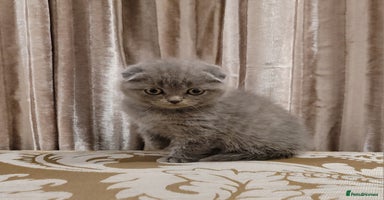 Scottish Fold cats - Advert 12