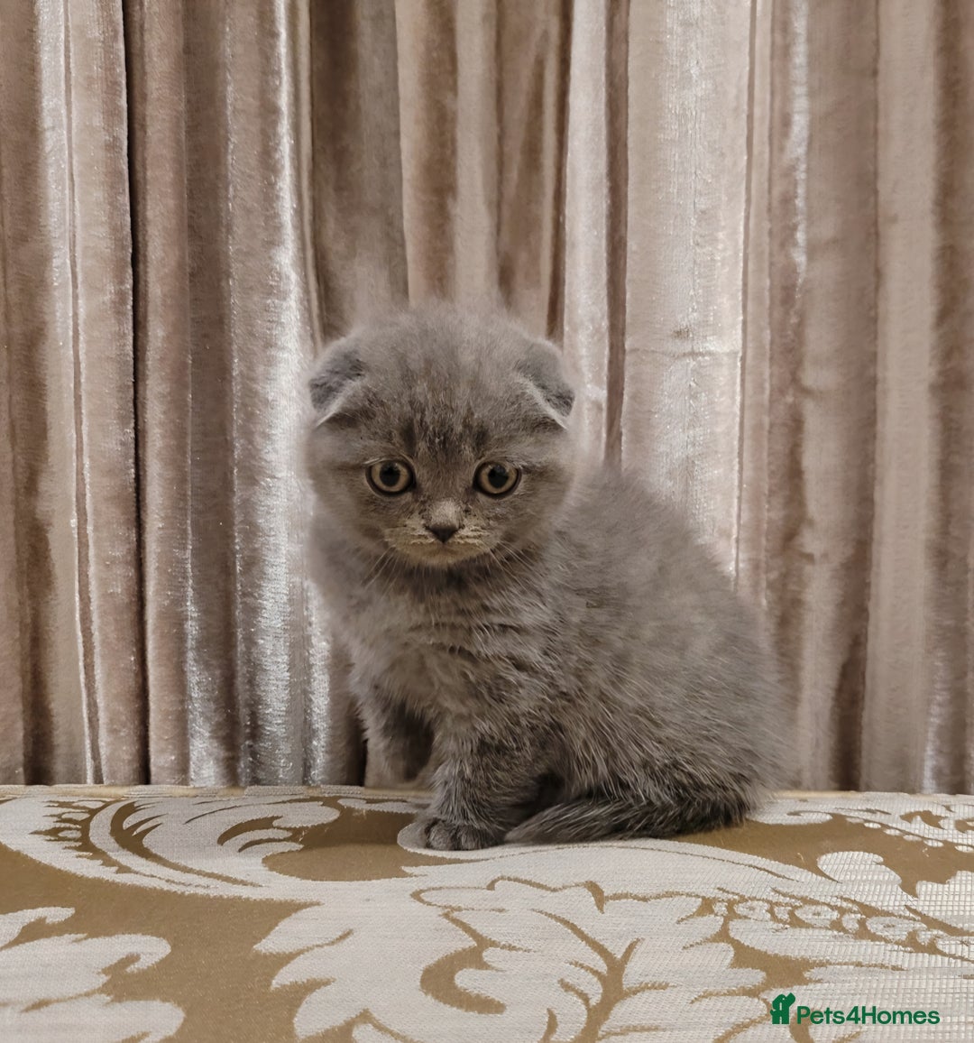 Scottish Fold cats for sale: Top Pedigree Scottish Fold boy (TICA reg) - Image 2