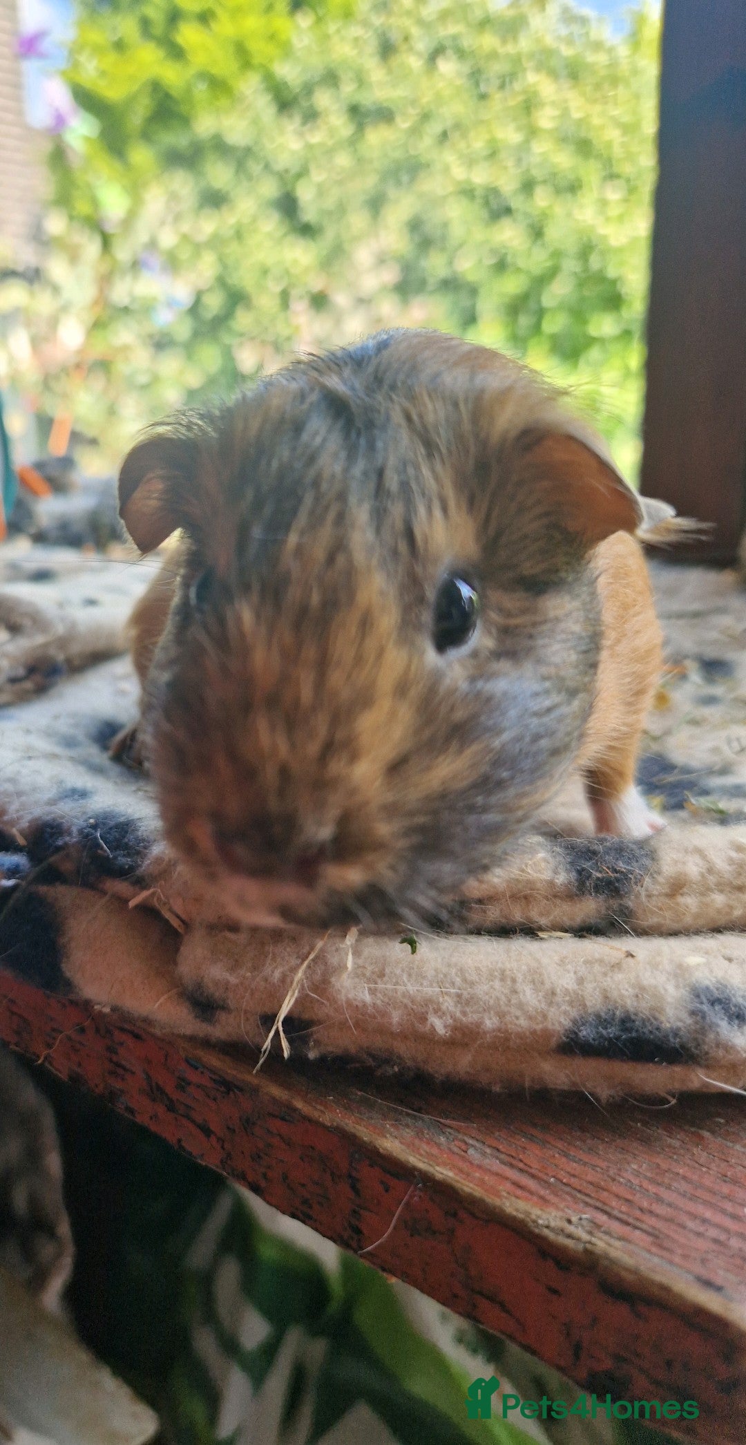 Guinea Pig rodents for sale: Beautiful smooth coat American breed - Image 5