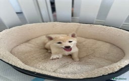 Japanese Shiba Inu dogs for sale: Japanese Shiba Inu Puppies - Image 26