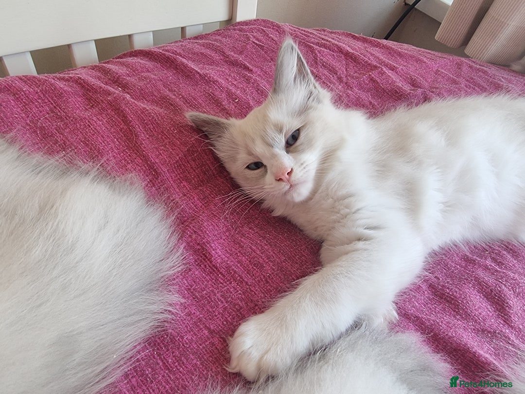 Ragdoll cats for sale: Beautiful ragdolls   - Image 8