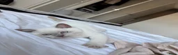 British Shorthair cats for sale: British shorthair kitten - Advert 6