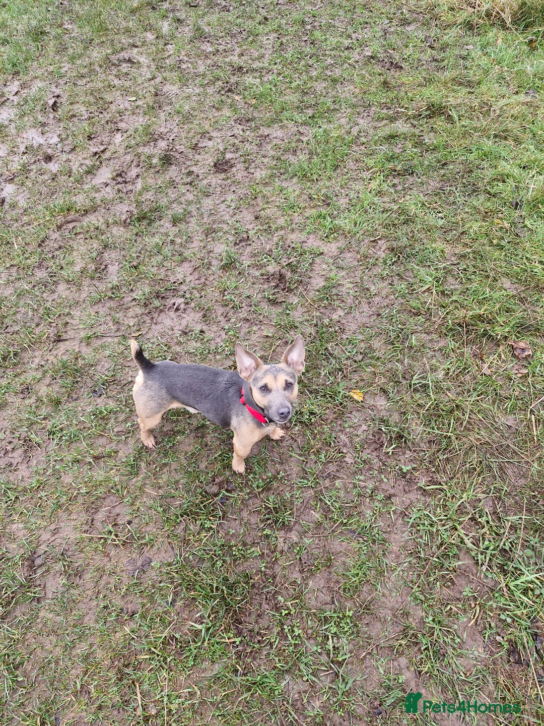 Jack Russell dogs for stud: Blue/lilac JACK russell stud  - Advert 11