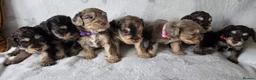 Cockapoo dogs for sale: Miniature cockapoo puppies chocolate an tan Merle  - Advert 12