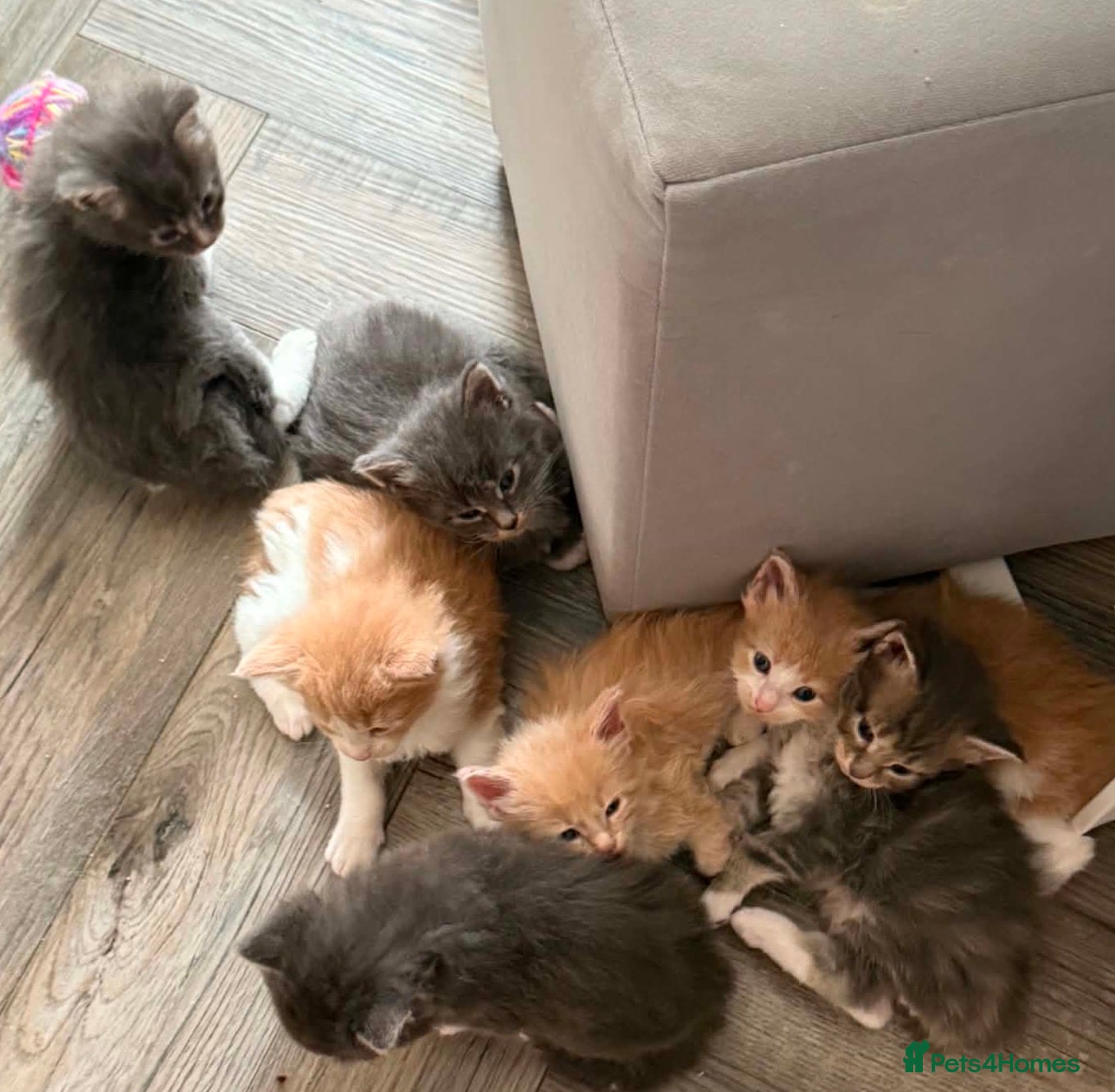 Maine Coon cats Gorgeous TICA Maine Coons - Advert 1