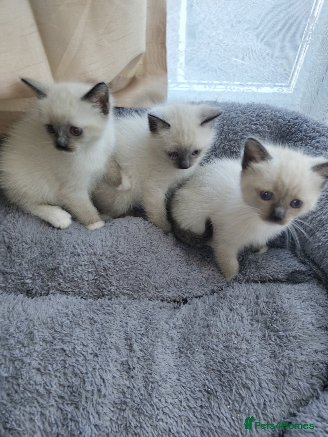 Siamese cats for sale: Siamese crossed with  Ragdol - Image 1