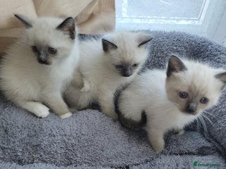 Siamese cats - Advert 25