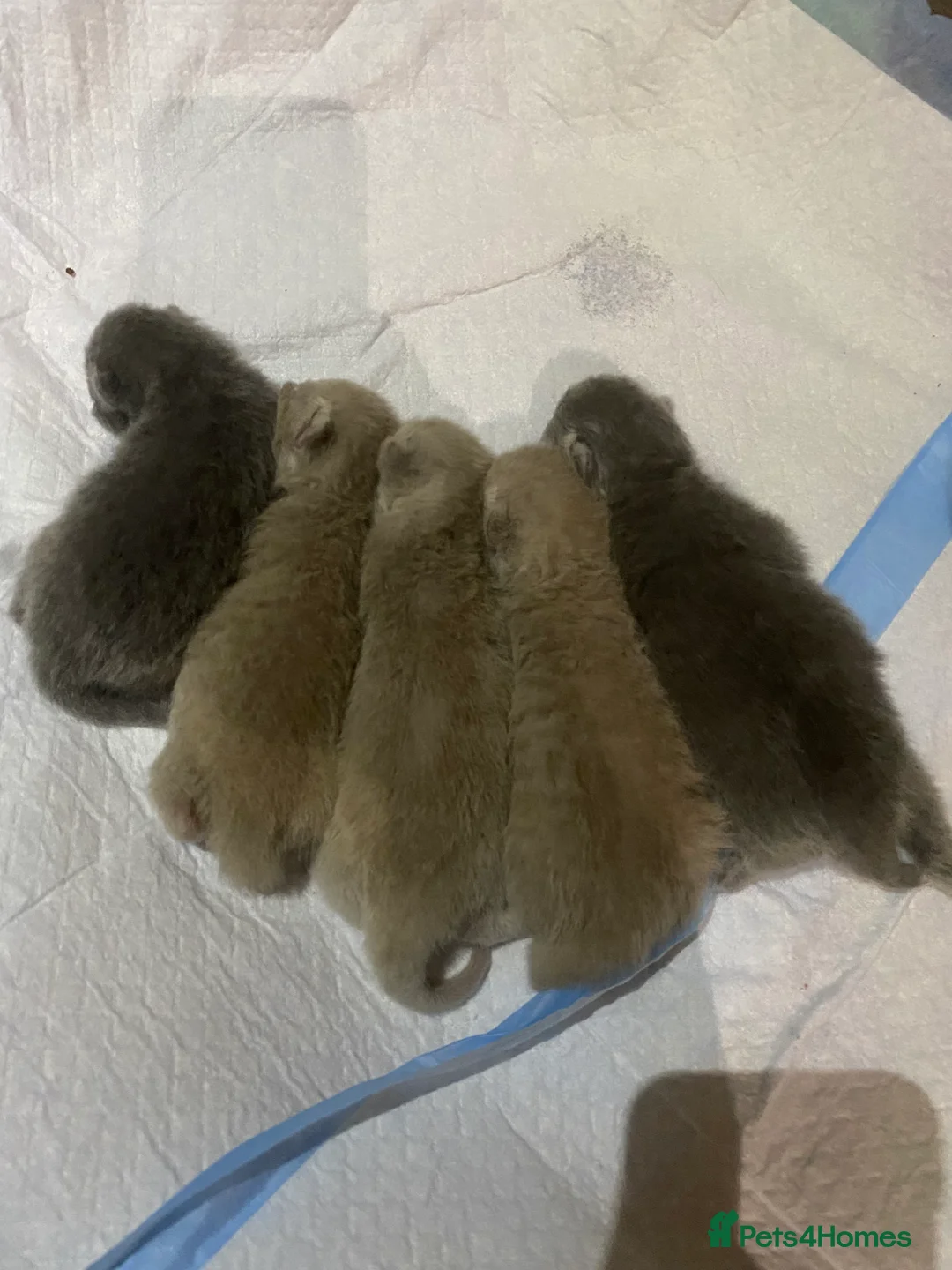 British Shorthair cats for sale: Stunning British shorthair kittens - Advert 14