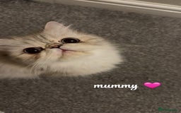 Persian cats for sale: mixed persian & bombay kittens  in Maidstone - Image 34