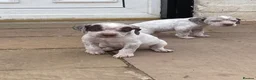 Braque du Bourbonnais dogs for sale: Braque du borbonnais puppies in Clydebank - Advert 3