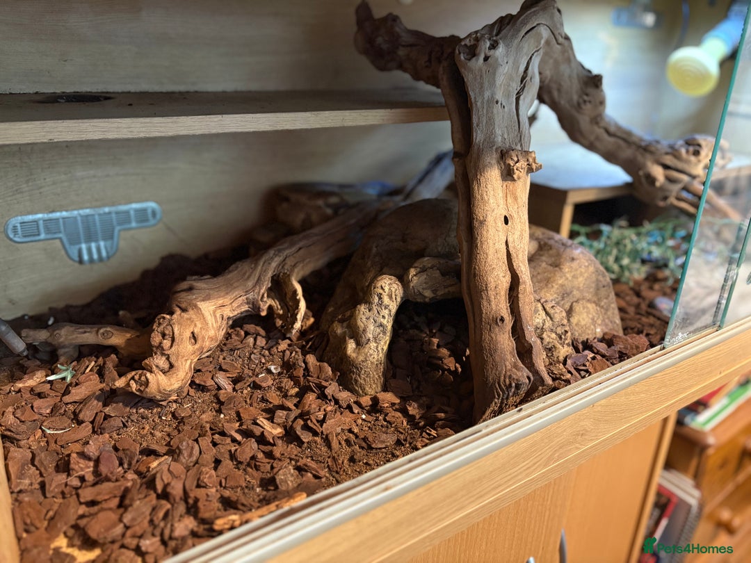 Boa Snake reptiles for sale: Dwarf Boa Constrictor  - Image 5