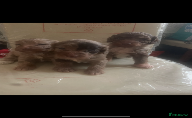 Cockapoo dogs - Advert 3