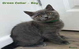 British Shorthair cats for sale: 🐾 Champion Line Blue BSH Kittens GCCF Active 🐾  - Image 11
